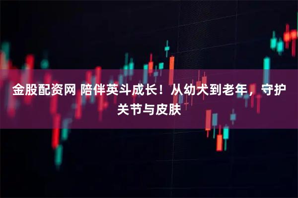 金股配资网 陪伴英斗成长！从幼犬到老年，守护关节与皮肤